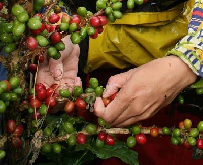 Урожай кофе снизится в Панаме на 7%