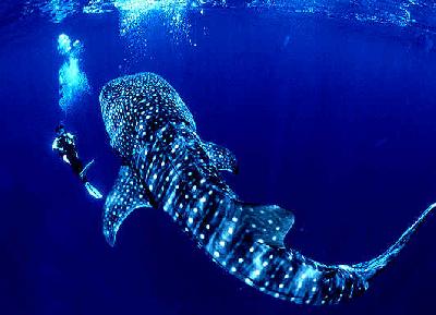 Китовая акула – известная и не известная, самая огромная рыба мирового океана вообще и панамских вод в частности
