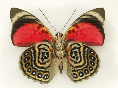Бабочка агриас клаудина – рожденная в лесах Панамы