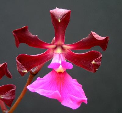 Орхидеи Панамы:   Энциклия сердценосная (Encyclia cordigera)  - солнечный аромат