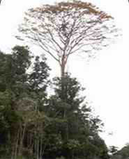 Дерево амарант и его использование в Панаме и мире