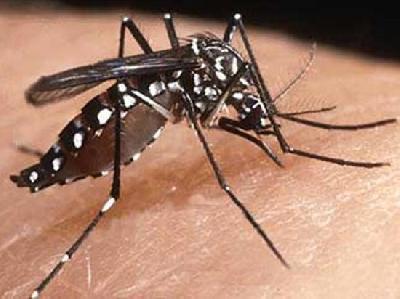 Ученые нашли способ уничтожения комаров-переносчиков лихорадки денге
