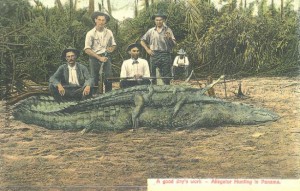 panama-alligator-panamaRu
