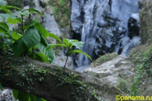 Природа Панамы. Часть №2