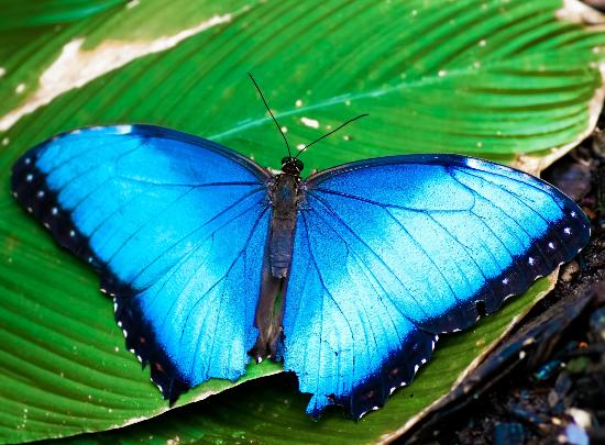 Бабочки Панамы