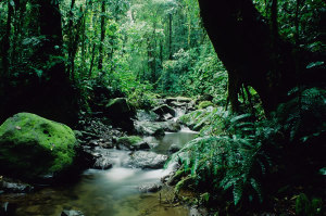 Panama-is-rich-in-wildlife-and-lush-greenery