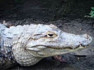 panama-summit-zoo-crocodile