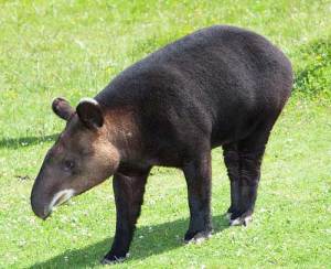 tapir-6