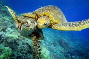 turtles_Great_Barrier_Reef_protofoto.ru_middle