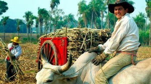 campesino paraguay