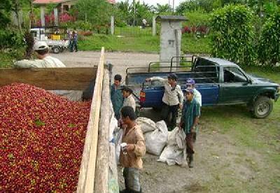 Панамский рынок кофе переживает кризис