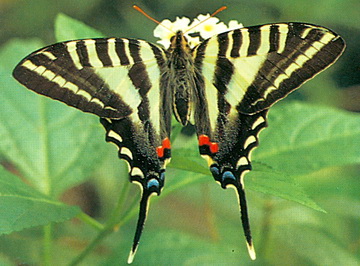 Панамские бабочки эвритиды – красавицы латиноамериканских тропиков