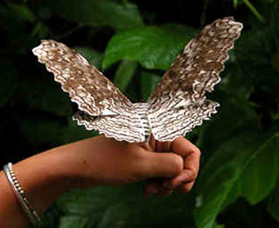 Бабочка тизания агриппина – самая крупная совка Панама-Сити