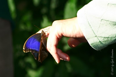 Эрифанис поликсена – бабочка из Панама-Сити с древнегреческим именем