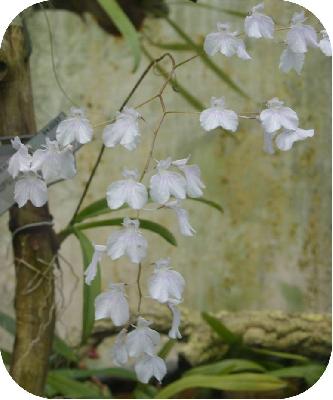 Орхидеи Панамы: Род Ионопсис (Ionopsis) и его представители