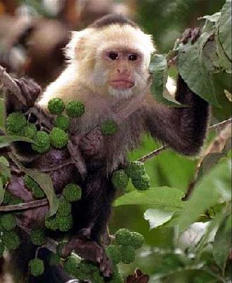 Капуцины – самые умные обезьяны Панамы