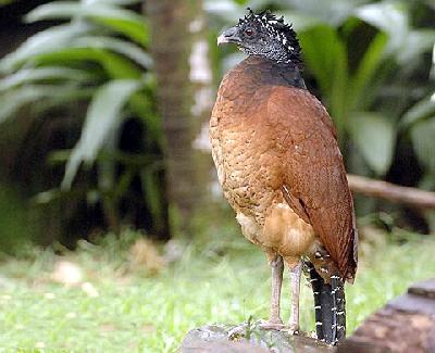 Птицы Панамы: Большой кракс