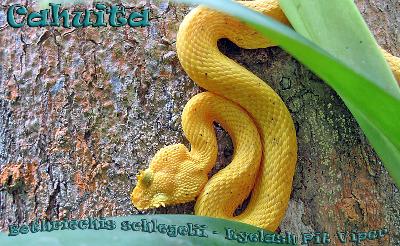Ботропс шлегеля – ядовитая, но красивая змея из джунглей Панамы