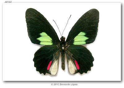 Бабочка паридес сесострид – коллекционный экземпляр рядом с Панама-Сити