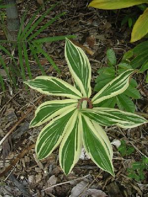 Костус – полезное растение из республики Панама