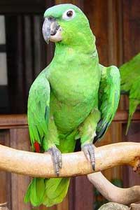 Амазон Мюллера – мучной попугай Панамы