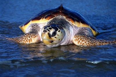 Головастая морская черепаха или каретта – крупная и редкая жительница вод Панамы