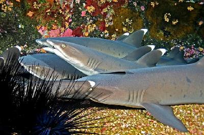 Белоперая рифовая акула в водах Панама-Сити – бесполое размножение