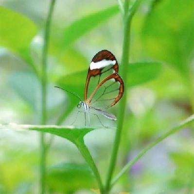 Грета ото – прозрачная легкость и красота бабочки в Панама-Сити