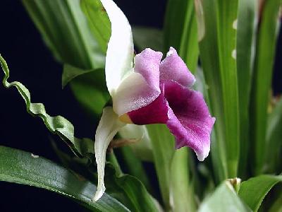 Орхидеи Панамы: Кохлеантес Бесцветная (Cochleanthes Discolor)