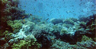 Подводный мир тропиков и Панамского побережья