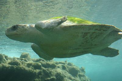 Оливковая морская черепаха ридлея – панамская тайна двух океанов