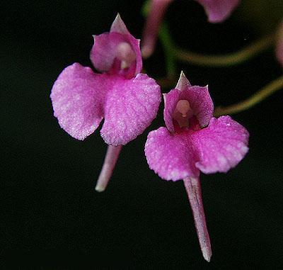 Орхидеи Панамы: Род Компареттия и орхидея-улитка