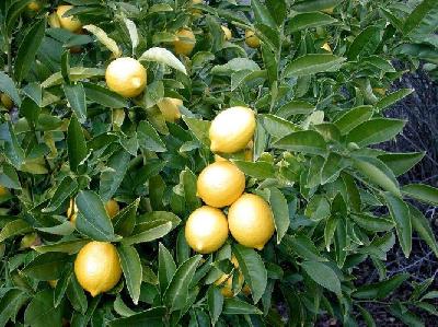 Лимонное дерево – общий обзор