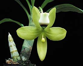 Орхидеи Панамы: Цикнохес (Cycnoches) – женское и мужское начало