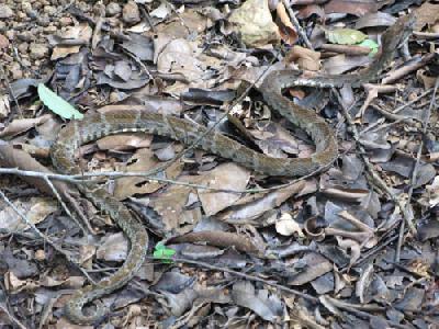 Ямкоголовые змеи Панамы: Фер-де-ланс