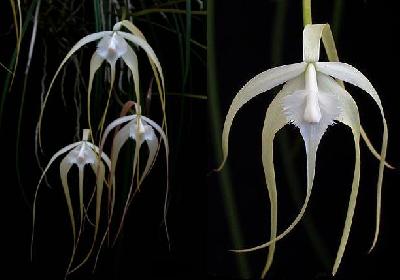 Орхидеи Панамы: Брассавола – ароматная роскошь