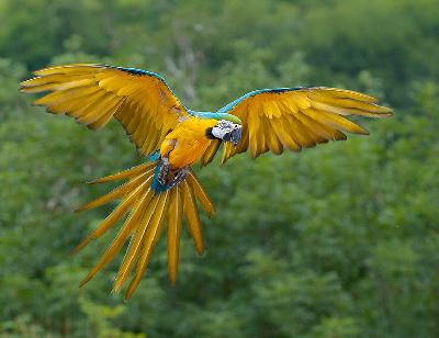 Сине-жёлтый ара – самая прекрасная птица Панамы!