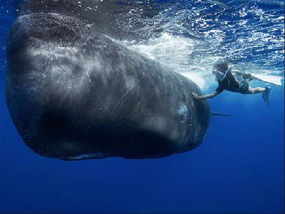 Кашалот – из чего он состоит? Известнейший кит в панамских водах
