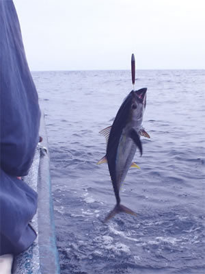 Желтоперый тунец – быстрый и ловкий житель в водах Панама-Сити