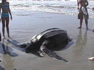 Кожистая черепаха – уникальная вымирающая особь биосферы Панамы