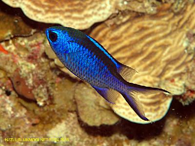 Синий хромис – красивая рыбка из карибских окрестностей республики Панама