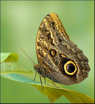 Бабочка калиго – глазастое чудо Панамы