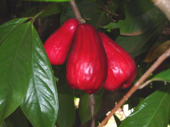 Малайское яблоко растёт и в Панаме…