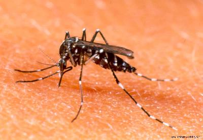 В провинциях Панамы уничтожают комаров-передатчиков опасной лихорадки