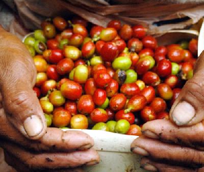 Панамский кофе завоевывает японский рынок