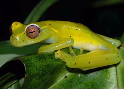 В Панаме получено потомство от исчезающего вида лягушки