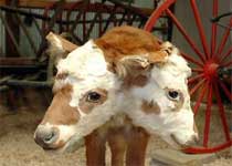 Двухголовый теленок родился на западе Панамы