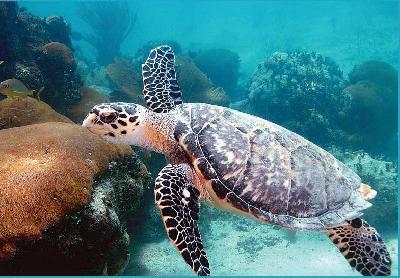 Будущее морских черепах обсудили в Панаме 