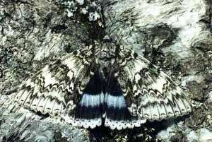 Бабочка ленточница голубая – ночная совка Панамы