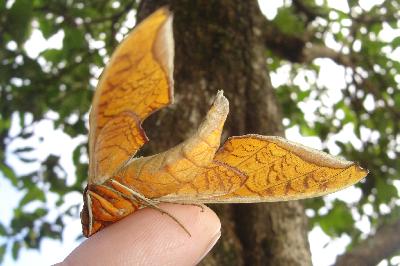 Протамбуликс стригилис – солнце среди бабочек биосферы Панама-Сити
